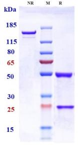 Anti-human TNFRSF4 / OX40 / CD134 (Telazorlimab Biosimilar)