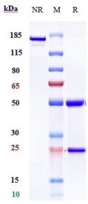 Anti-human TNFRSF5 / CD40 (Dacetuzumab Biosimilar)