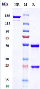 Anti-human IL-6 / IFNb2 (Clazakizumab Biosimilar)