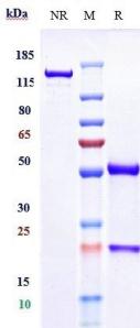 Anti-human TNFRSF5 / CD40 (Emory U. Anti-CD40 Biosimilar)