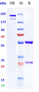 Anti-human TNFRSF5 / CD40 (Mitazalimab Biosimilar)