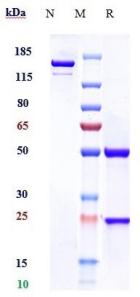 Anti-human MSPR / RON / CD136 (Narnatumab Biosimilar)