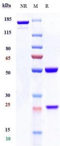 Anti-human CD19 (Tafasitamab Biosimilar)