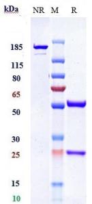 Anti-human NOTCH1 (Pfizer patent Anti-Notch1 Biosimilar)