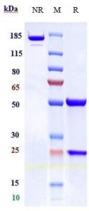 Anti-human TFPI (Concizumab Biosimilar)