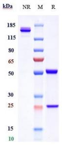 Anti-human CD4 (Tregalizumab Biosimilar)