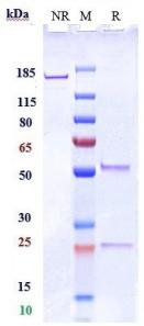 Anti-human Siglec-15 / CD33L3 (Medimmune patent Anti-Siglec-15 Biosimilar)