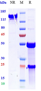 Anti-human TNFSF2 / TNFa (ESBA 105 Biosimilar)