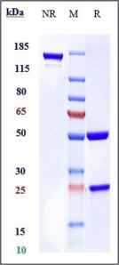 Anti-human CCR4 / CD194 (Mogamulizumab Biosimilar)