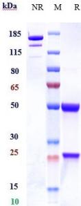 Anti-human CD46 (FOR46 Biosimilar)
