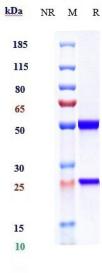 IL13 rHu IgG1k mAb (Ref: Dectrekumab)