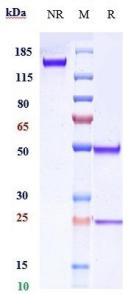 Anti-human CD20 (TRU-015 Biosimilar)