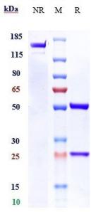 Anti-human MUC1 (Clivatuzumab Biosimilar)