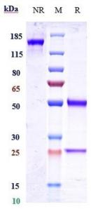 Anti-human IGF1R / CD221 (Dalotuzumab Biosimilar)