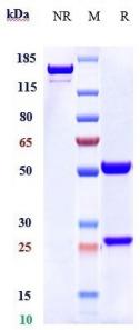 Anti-human CD6 (Itolizumab Biosimilar)