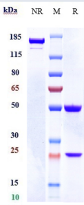 Anti-human CSF1 / M-CSF (Lacnotuzumab Biosimilar)