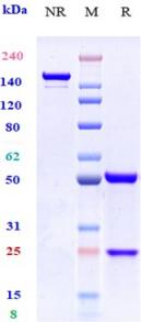 Anti-human CCR7 / CD197 (R707 Biosimilar)