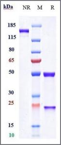 GD2 rHuz IgG1k mAb (Ref: Naxitamab)
