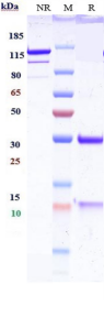IGF2/IGF-2 rHu IgG1k mAb (Ref: DX-2647)