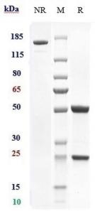 Anti-human Integrin a4b7 (Etrolizumab Biosimilar)