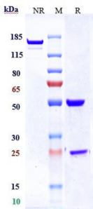 Anti-human TNFRSF8 / CD30 (Brentuximab vedotin Biosimilar)