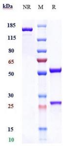 Anti-human B7-H1 / PD-L1 / CD274 (Adebrelimab Biosimilar)