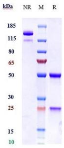 Anti-human FcRn (Batoclimab Biosimilar)