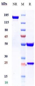Anti-human IL-1b (Canakinumab Biosimilar)