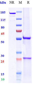 Anti-human TNFRSF5 / CD40 (Ravagalimab Biosimilar)