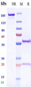 Anti-human TNFRSF4 / OX40 / CD134 (Ivuxolimab Biosimilar)