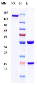 Anti-human IFNg (Fontolizumab Biosimilar)