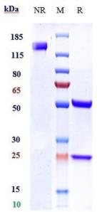 Anti-human Ly6E (RG7841 Biosimilar)