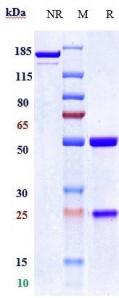 Anti-human TSPAN26 / CD37 (Naratuximab Biosimilar)