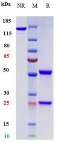 Anti-human PDCD1 / PD-1 / CD279 (Toripalimab Biosimilar)
