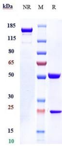 Anti-human IL-31Ra (Nemolizumab Biosimilar)