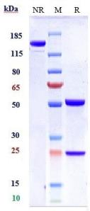 Anti-human B7-H1 / PD-L1 / CD274 (Atezolizumab Biosimilar)