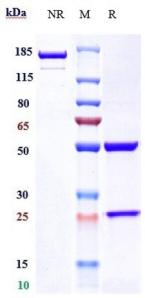 Anti-human Alpha-synuclein (Prasinezumab Biosimilar)