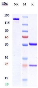 Anti-human ANGPTL4 (Nanyang Tech.U. patent Anti-ANGPTL4 Biosimilar)