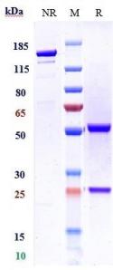 Anti-human CD20 (Divozilimab Biosimilar)
