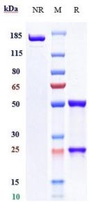Anti-human TIM-3 / HAVCR2 / CD366 (Cobolimab Biosimilar)