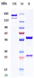 IL22 rHu IgG1k mAb (Ref: Fezakinumab)