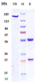 Anti-human GPR20 (DS-6157 Biosimilar)