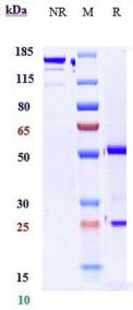 Anti-human TNFSF2 / TNFa (Golimumab Biosimilar)