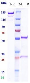 Anti-human PDCD1 / PD-1 / CD279 (Budigalimab Biosimilar)