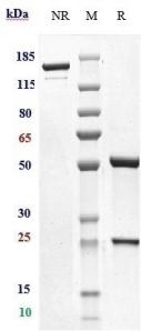 Anti-human CD79b (IladatuzumAb Biosimilar)