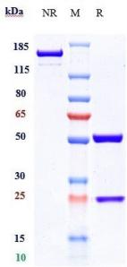 Anti-human TNFRSF10B / TRAILR2 / CD262 (Conatumumab Biosimilar)