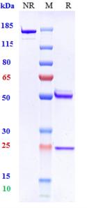 Anti-human Amyloid Beta (U.Zurich patent Anti-Amyloid Beta Biosimilar)