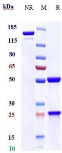 Anti-human Mesothelin (Amatuximab Biosimilar)
