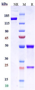 Anti-human CLDN6 (AB1-11 Biosimilar)