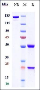 Anti-Shiga toxin (E.coli) (pritoxaximab Biosimilar)